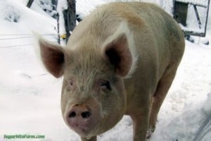 SaddlePig2WeeksNursDSCF3456-753188 SaddlePig2WeeksNursDSCF3456-753188