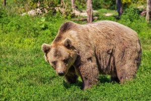 bear, brown bear, mammal-422682.jpg